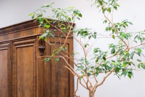 doelle-bingel-und-kollegen-rechtsanwaelte-parallax-background-drawer-and-plant-300×200-2.jpg